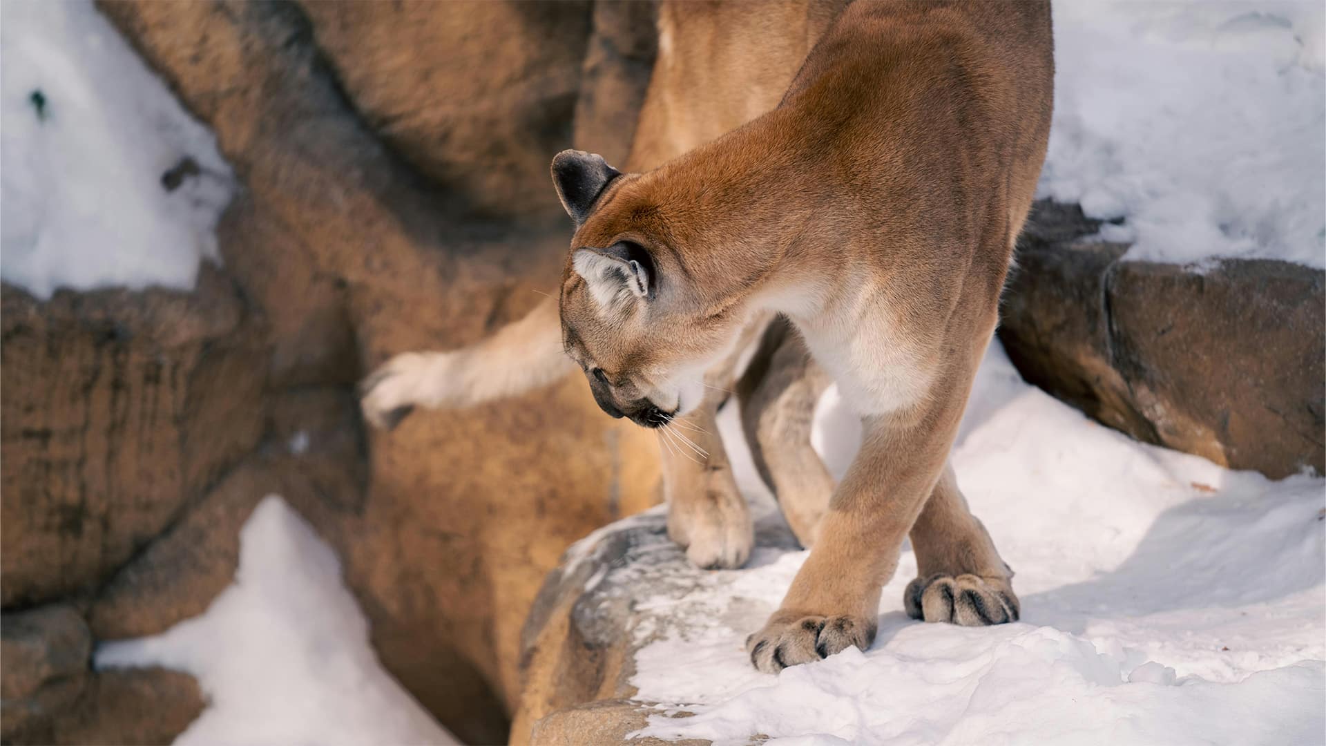Whale and Puma Conservation in Patagonia | Projects Abroad